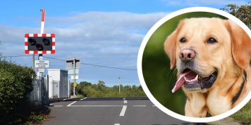 Woman killed by Cheltenham Festival train near Swindon was ‘trying to rescue her dog’