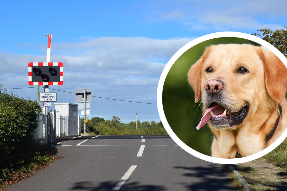 Woman killed by Cheltenham Festival train near Swindon was 'trying to rescue her dog' Woman killed by Cheltenham Festival train near Swindon was 'trying to rescue her dog'