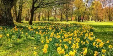 Anger as ladies spotted picking daffodils – risking a £5,000 fine or prison sentence