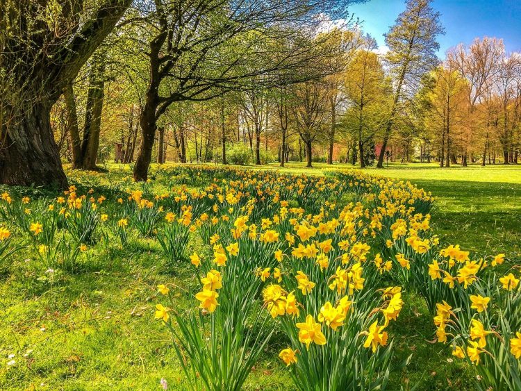 Anger as ladies spotted picking daffodils – risking a £5,000 fine or prison sentence