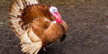 Court issues arrest warrant for Bristol woman accused of stealing two turkeys in 2018