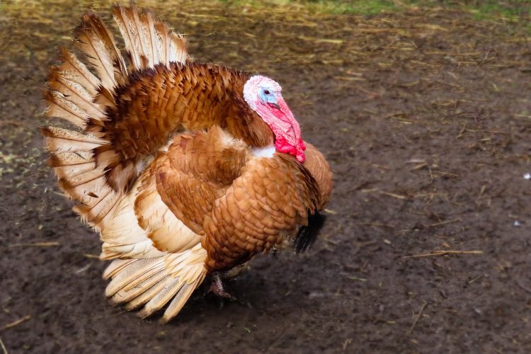 Court issues arrest warrant for Bristol woman accused of stealing two turkeys in 2018
