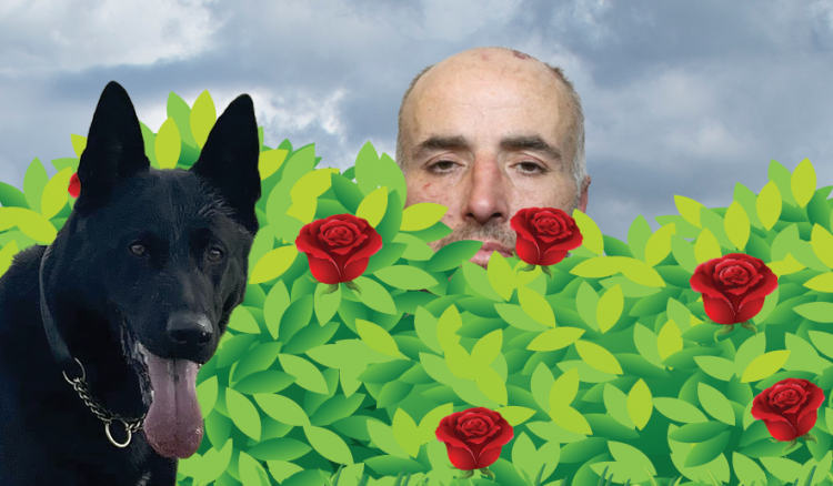 Police dog catches thief hiding in bushes – and now he’s back in prison after ten days of freedom