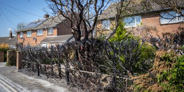 Police launch arson investigation after 91-year-old’s hedge set alight in Cricklade