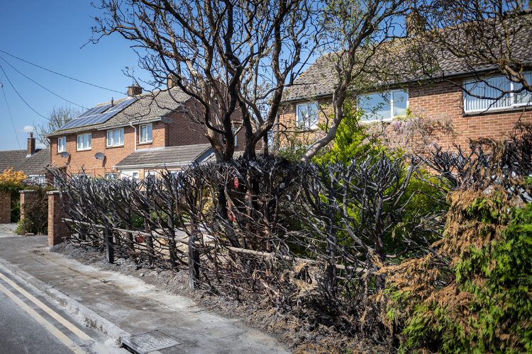 Police launch arson investigation after 91-year-old’s hedge set alight in Cricklade