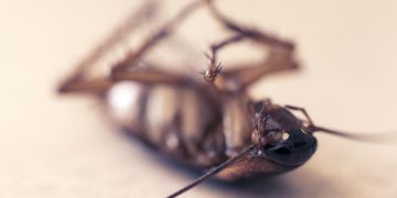 Council shut down Swindon restaurant over ‘worst cockroach infestation ever seen’