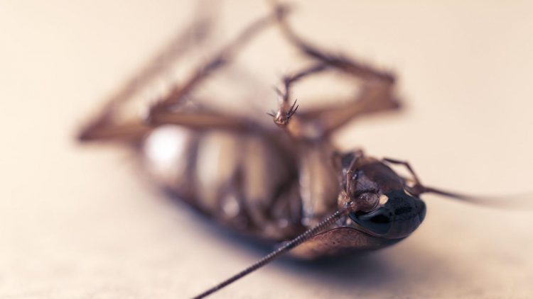 Council shut down Swindon restaurant over ‘worst cockroach infestation ever seen’