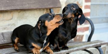 Stock image: Two dachshunds