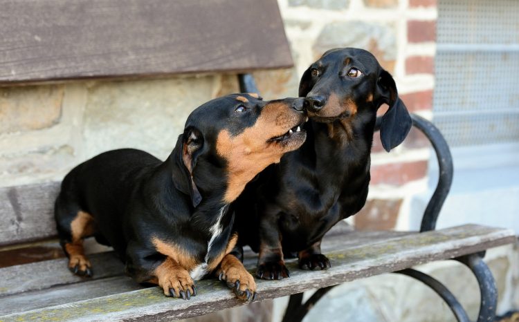 Malmesbury man denies seriously injuring girlfriend’s dogs by kicking or punching