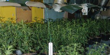 Cannabis factory