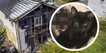 Beloved family cat missing after blaze rips through home in Swindon