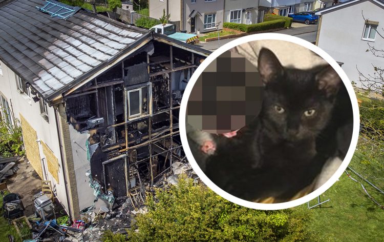 Beloved family cat missing after blaze rips through home in Swindon