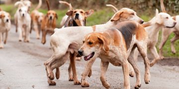 Beaufort Hunt members appear in court charged with fox hunting in Wiltshire