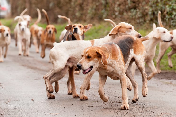 Beaufort Hunt members appear in court charged with fox hunting in Wiltshire