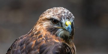 Wiltshire gamekeeper, 21, charged with raptor persecution and firearms offences