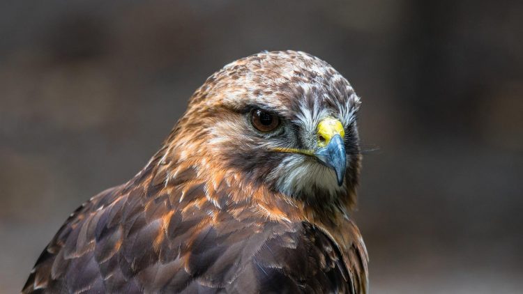 Wiltshire gamekeeper, 21, charged with raptor persecution and firearms offences