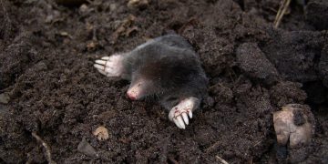 Wiltshire village playground shut as pest control deal with mole ‘infestation’