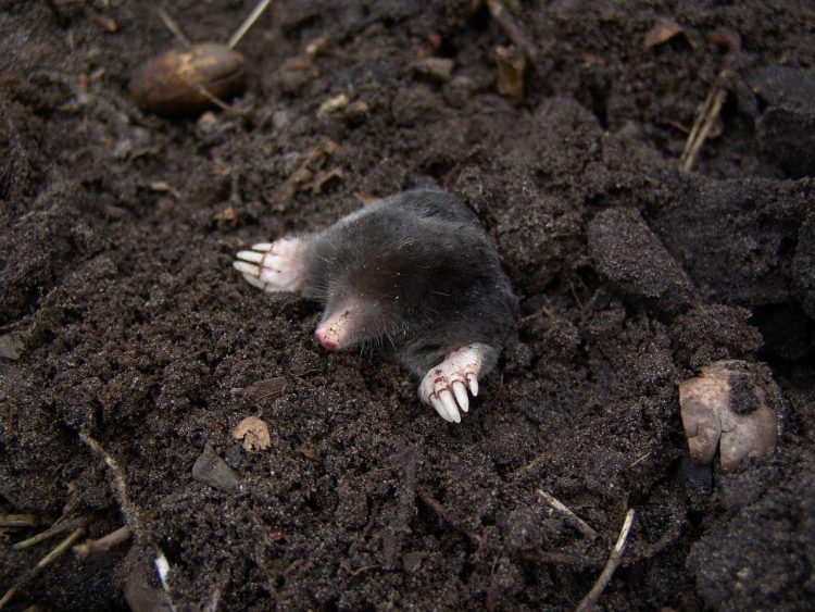 Wiltshire village playground shut as pest control deal with mole ‘infestation’