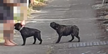 Police called after two women bitten by ‘out of control’ dogs in Swindon street