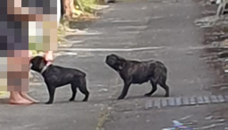Police called after two women bitten by ‘out of control’ dogs in Swindon street