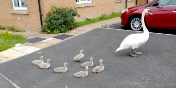 Police stop traffic on main road in Westbury to allow family of swans to cross