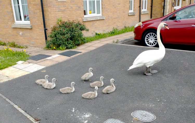 Police stop traffic on main road in Westbury to allow family of swans to cross