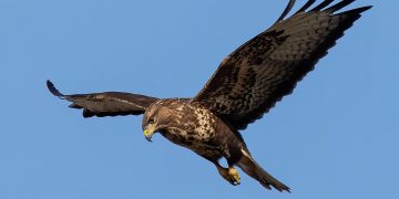 RSPB respond to claim that bird of prey attempted to grab dog in Wiltshire