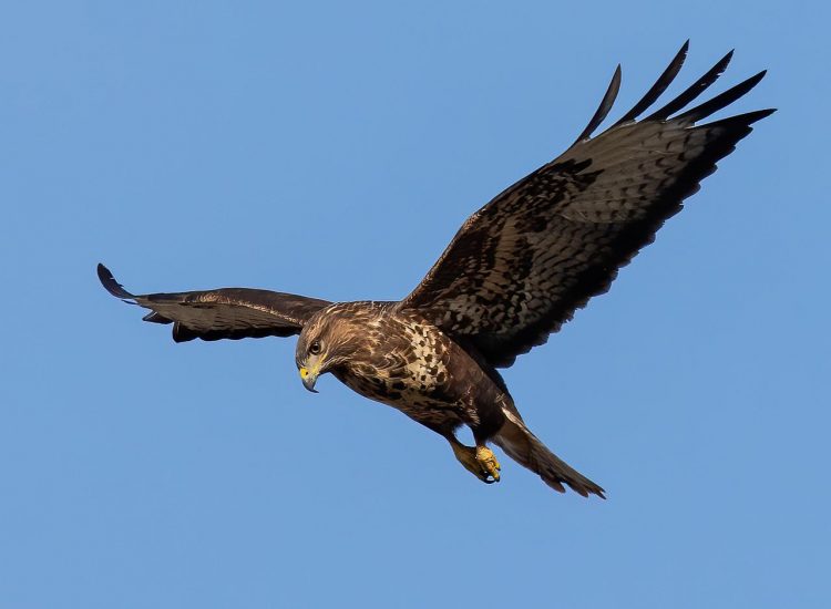 RSPB respond to claim that bird of prey attempted to grab dog in Wiltshire
