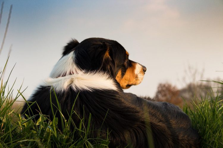 Anger as ‘ten dogs spotted being walked’ in Wiltshire despite temperatures hitting 24°C
