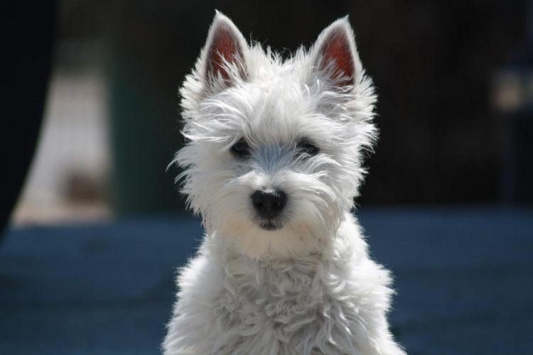 Police probe after group of small ‘out of control’ dogs terrorize Wiltshire town