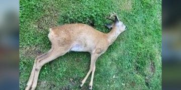 Deer found near Swindon may have been shot – police launch investigation