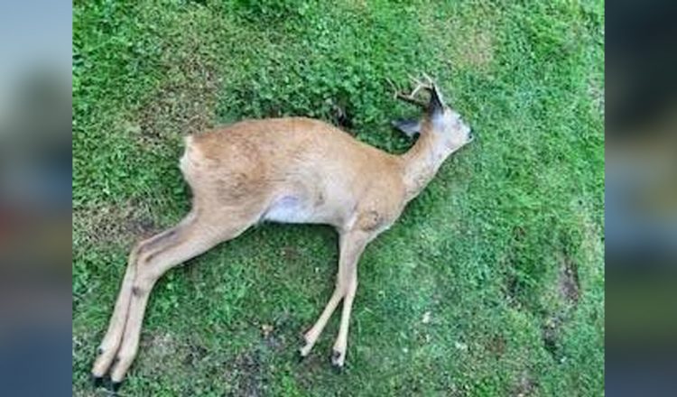 Deer found near Swindon may have been shot – police launch investigation