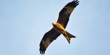 Child safety fears as bird of prey ‘swoops to grab small dog’ in Royal Wootton Bassett
