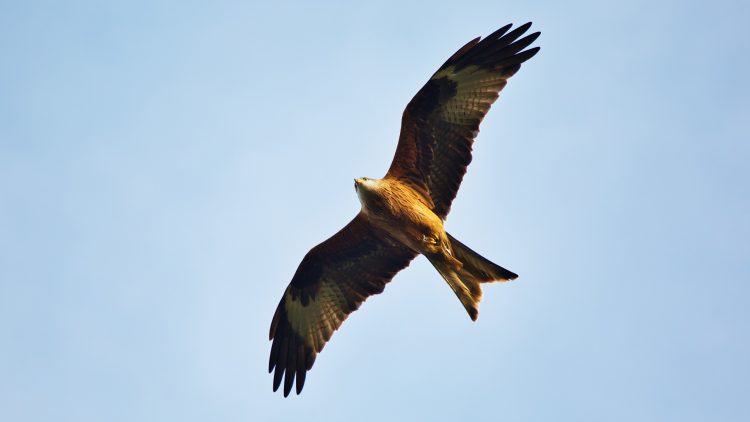 Child safety fears as bird of prey ‘swoops to grab small dog’ in Royal Wootton Bassett