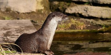 Wiltshire Police investigation reveals ‘expensive’ fish were killed by otters