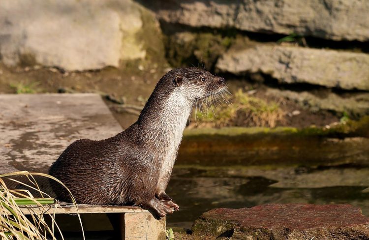 Wiltshire Police investigation reveals ‘expensive’ fish were killed by otters
