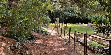 Police launch probe after potential human bones found in Chippenham woods