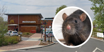 McRatty: Woman attacked by rat while dining at McDonald’s restaurant in Wiltshire