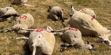 Driver deliberately mows down 14 sheep and lambs in field on Wiltshire border