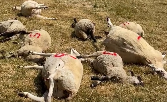 Driver deliberately mows down 14 sheep and lambs in field on Wiltshire border