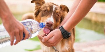 Don’t kill your dog – stop walking them in Wiltshire during dangerous heatwave