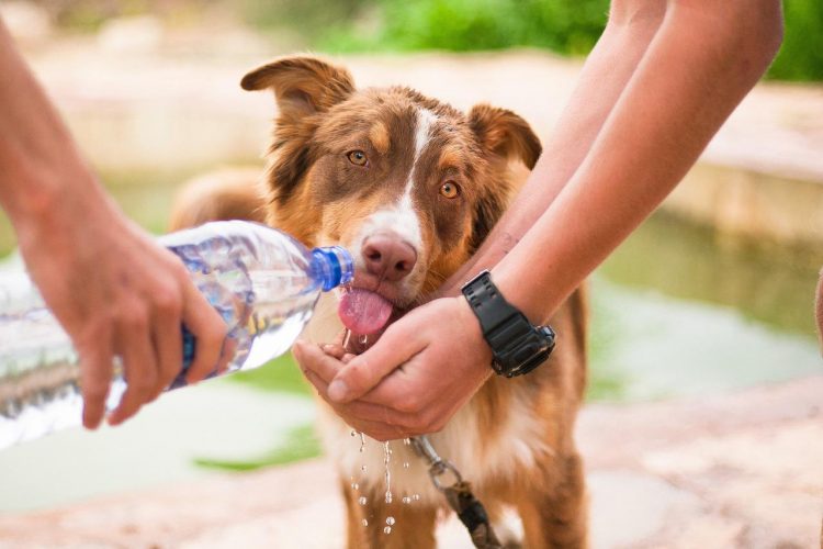 Don’t kill your dog – stop walking them in Wiltshire during dangerous heatwave