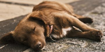 Pet safety fears as emergency vets in Wiltshire CLOSED as temperatures soar