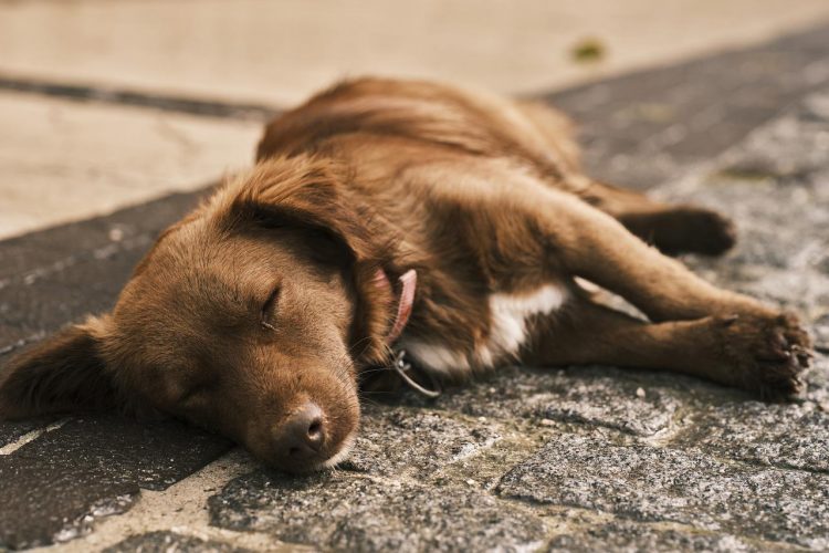 Pet safety fears as emergency vets in Wiltshire CLOSED as temperatures soar