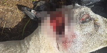 Horrific photos show dead sheep savaged by ‘large dog’ in Chippenham