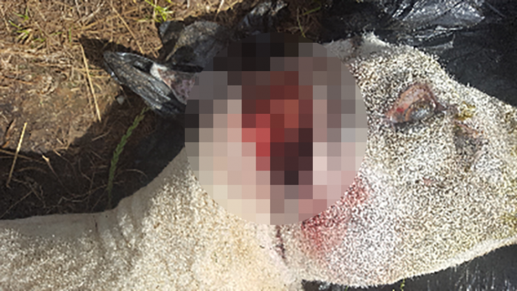 Horrific photos show dead sheep savaged by ‘large dog’ in Chippenham