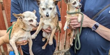 Three chihuahuas found abandoned in Wiltshire during blazing heatwave, RSPCA says