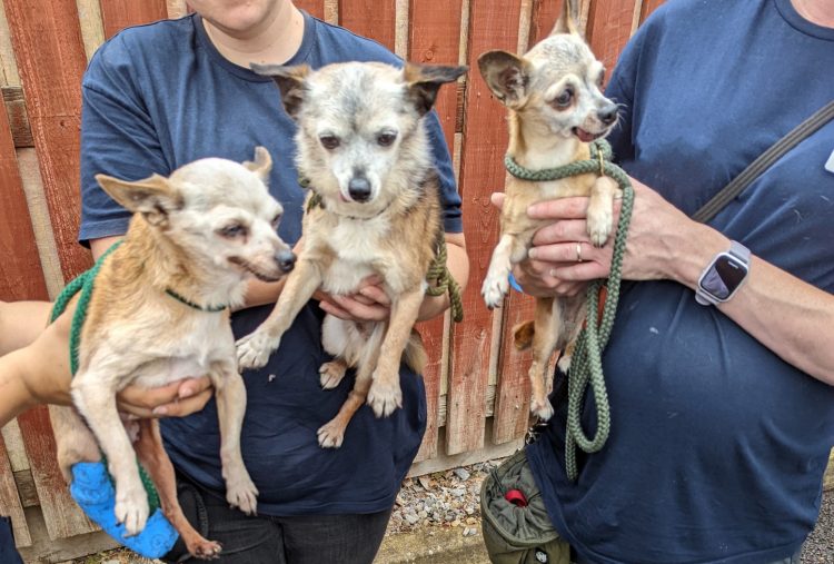 Three chihuahuas found abandoned in Wiltshire during blazing heatwave, RSPCA says