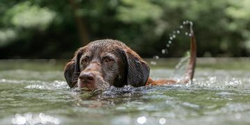 People told to keep dogs out of Swindon lake after potentially deadly algae found