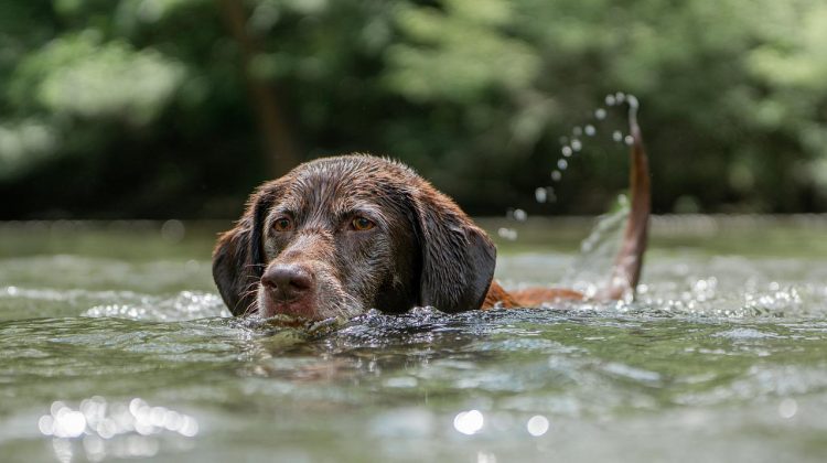 People told to keep dogs out of Swindon lake after potentially deadly algae found